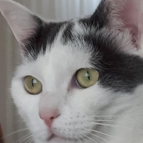 Santos