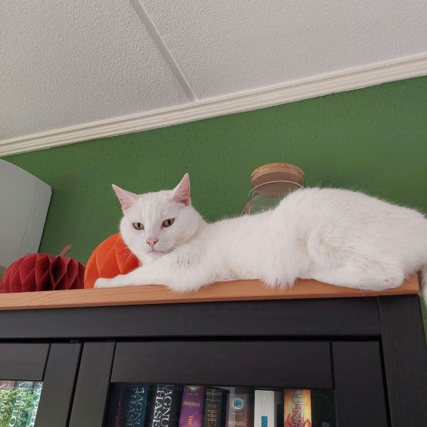 Loki