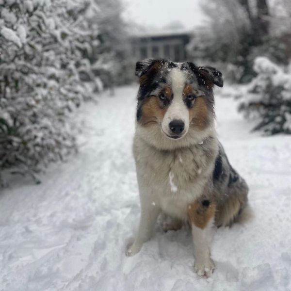 lucy, australian shepherd