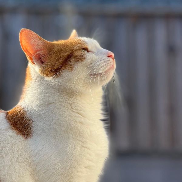 Nala
