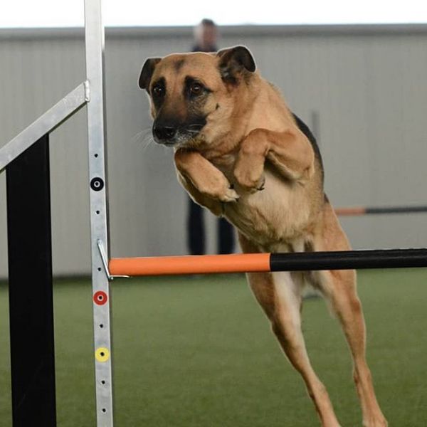 Roos