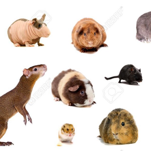 Knaagdieren oppas