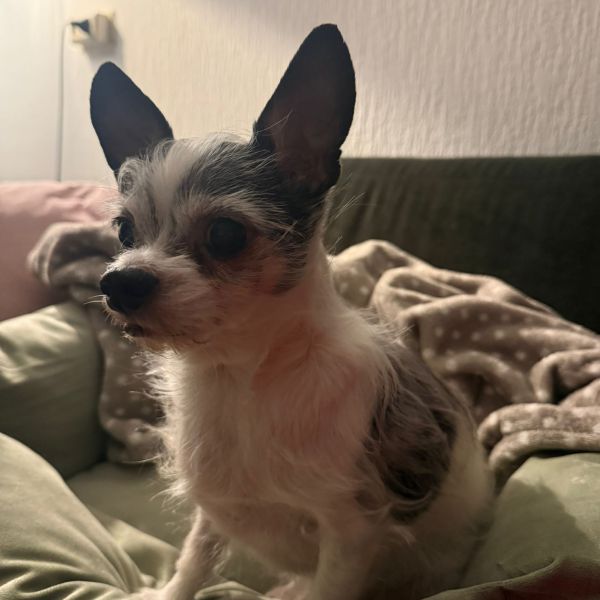 Winston