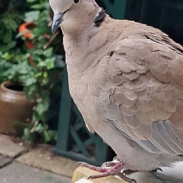 Zoet Caramello