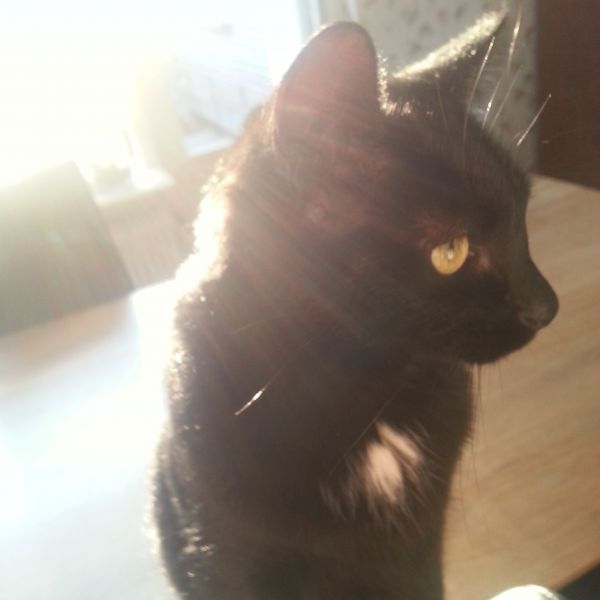 bowie