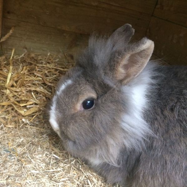 Snuffie