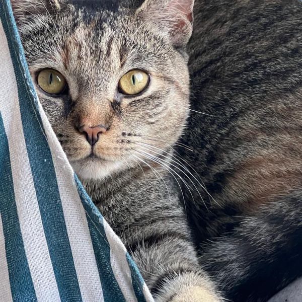 Miyo