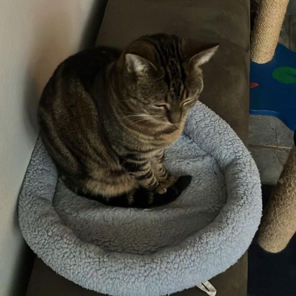 Jack, Pixel en Hannah