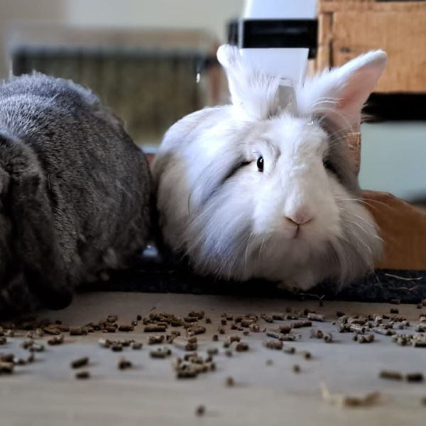 Nijntje(mannetje) en lotje (vrouwtje)