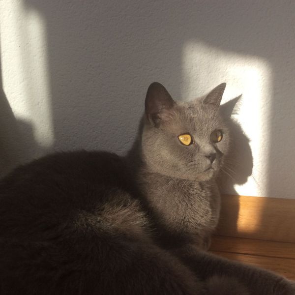 Pip