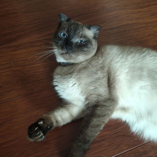 Lilly