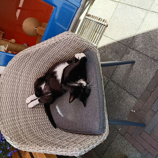Zwarte poes
