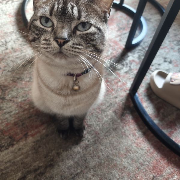Kitty