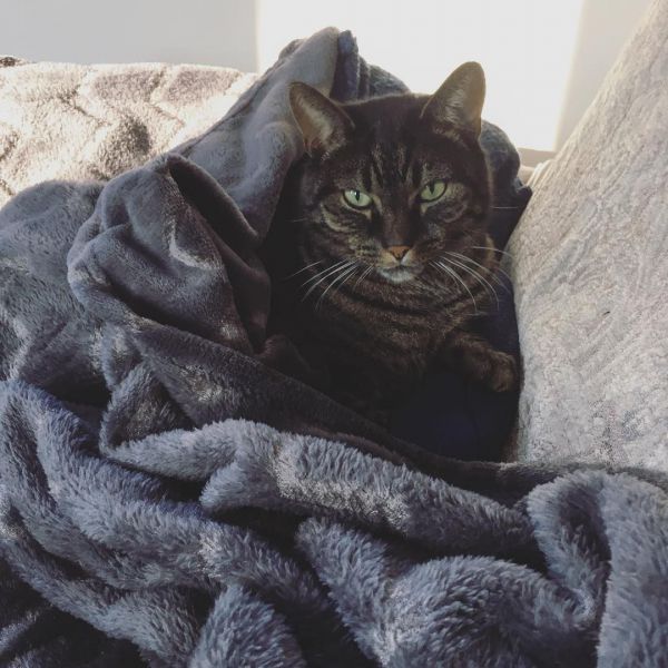 Tijger
