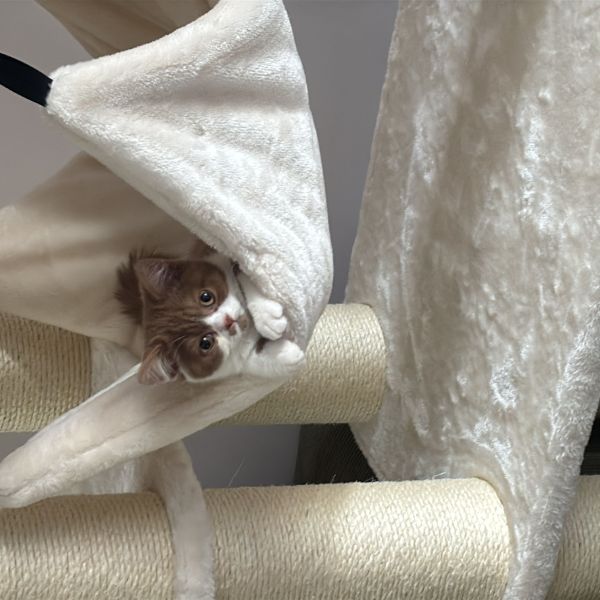 Dobby