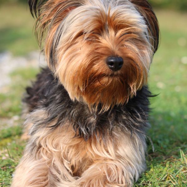 Teddy