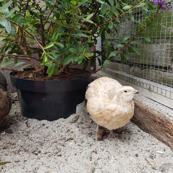 Eggy