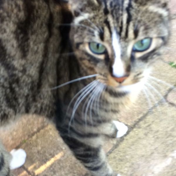 Cato
