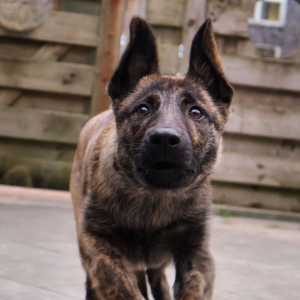 Laika