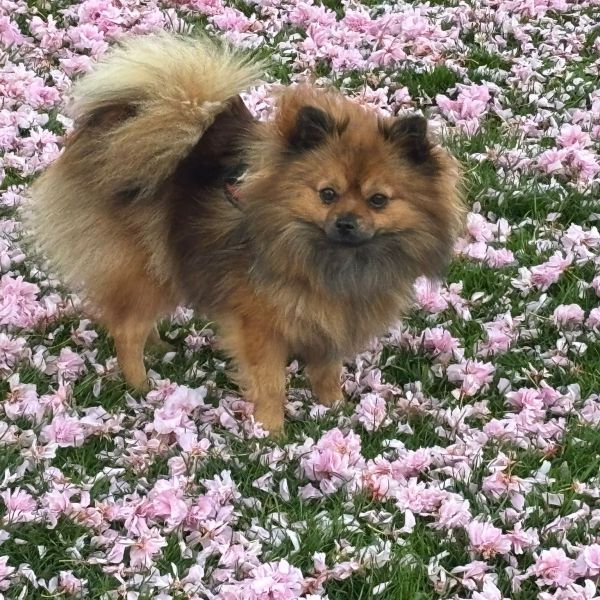 Lily