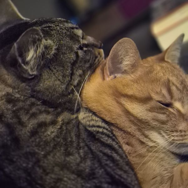 Piet en Kees