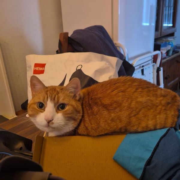 Weasley