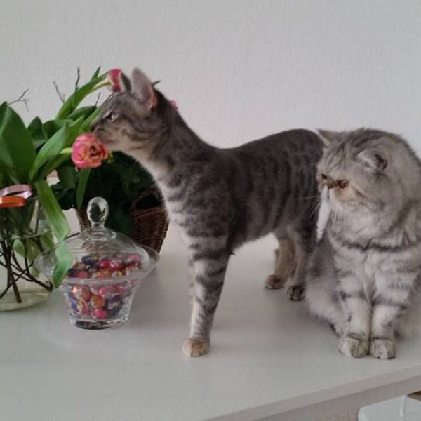Pluisje