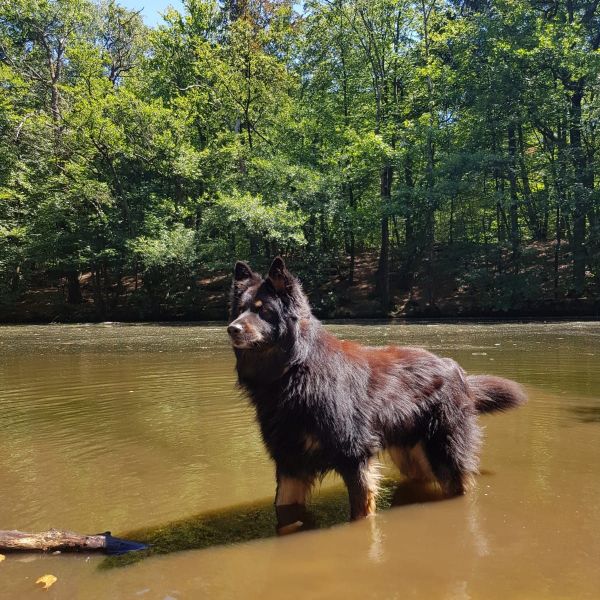 Bodhi