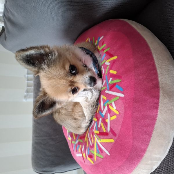 Milou