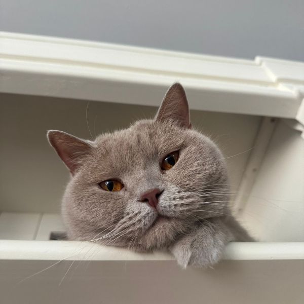 Cato