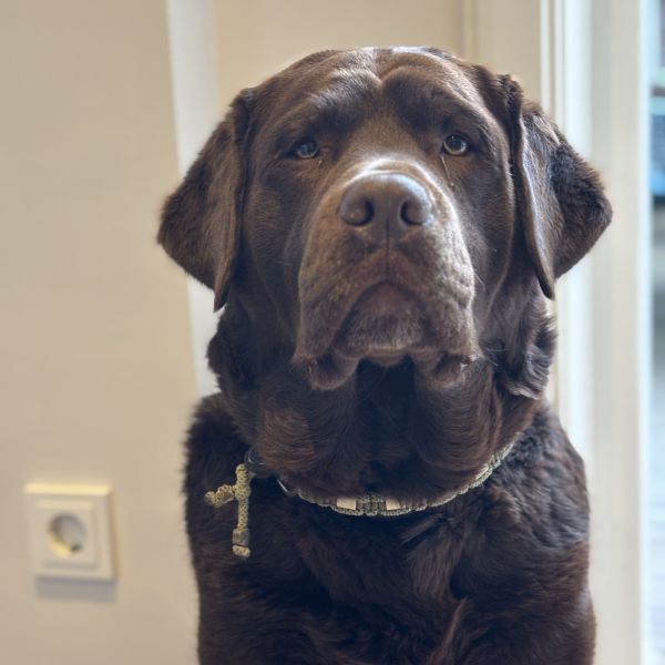 Joep