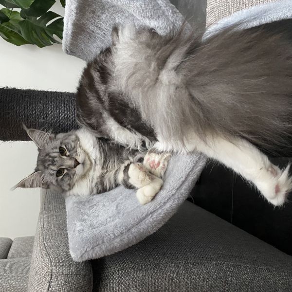 Mila