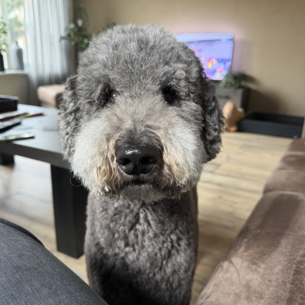 Pepper