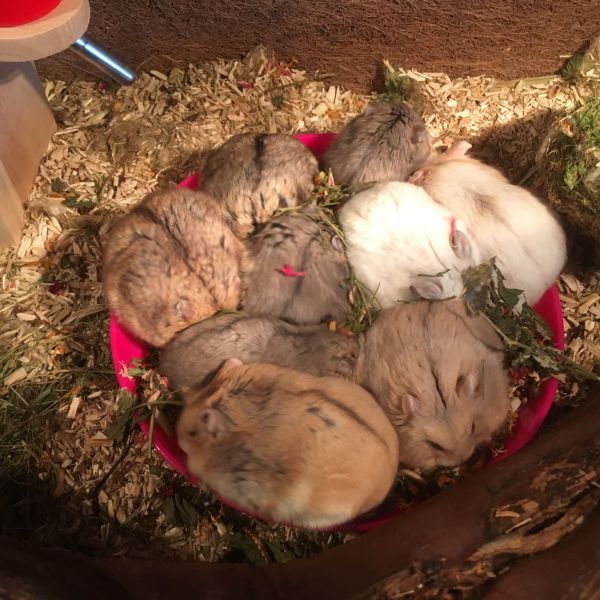 Groep campbelli hamsters