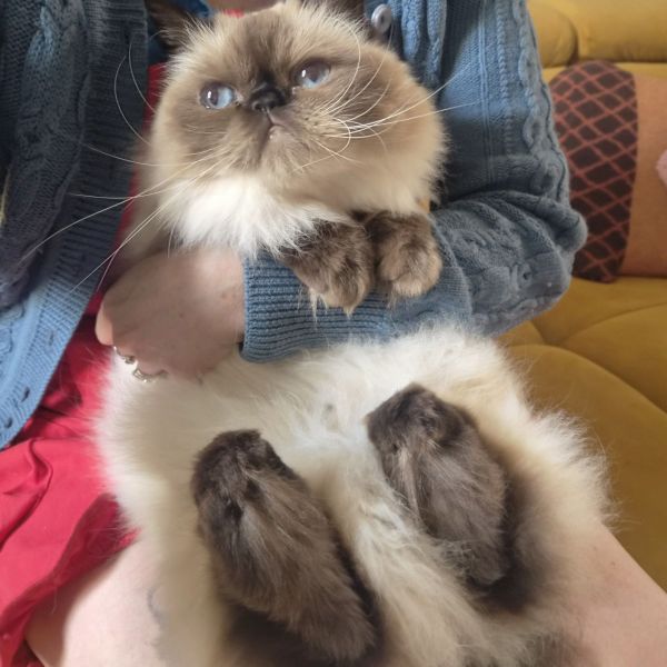 Biscuit (Bisky)