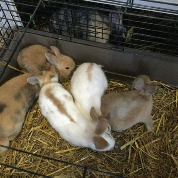 Meerdere dieren (katten, kippen, konijnen)