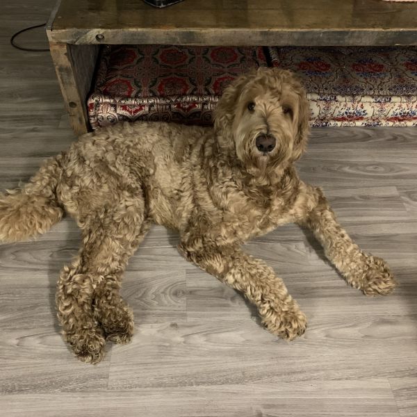 Matz