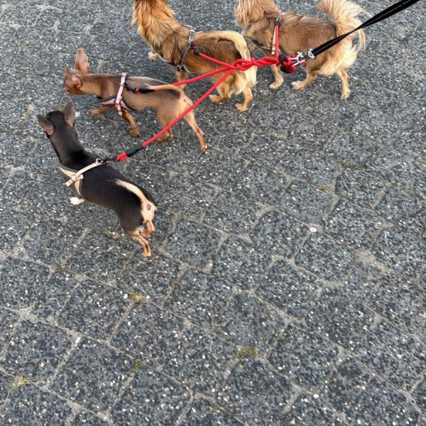 Baloe, Bliss, Birdy, Bella