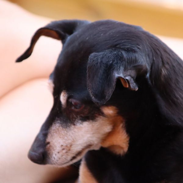 Mieke