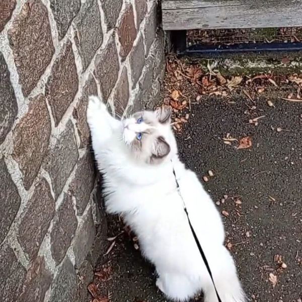 Kairo