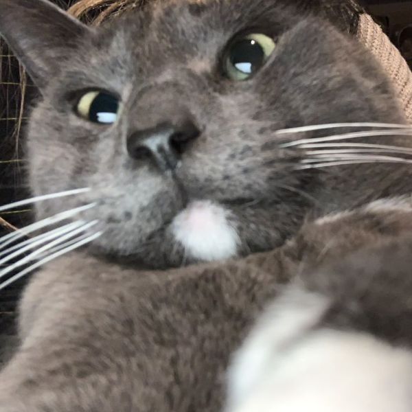 Bo
