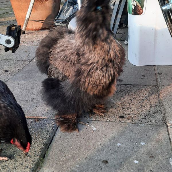Fluffy