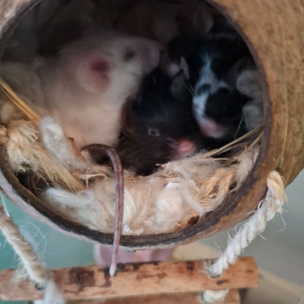 Phoebe, Krummel en penelopee