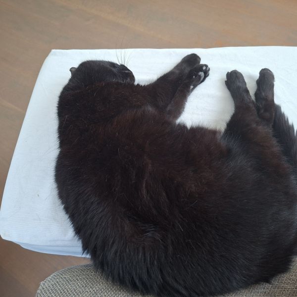 Minou