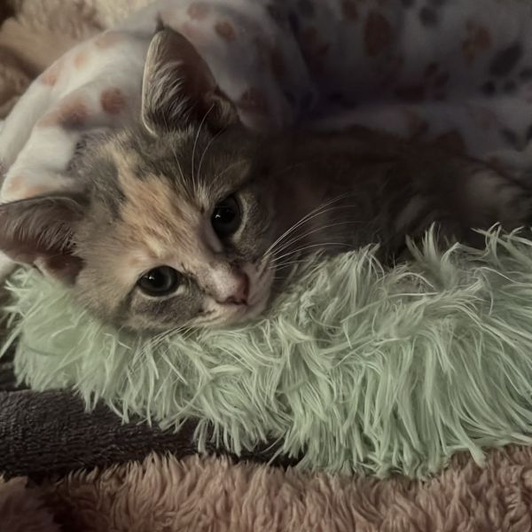 Khloë