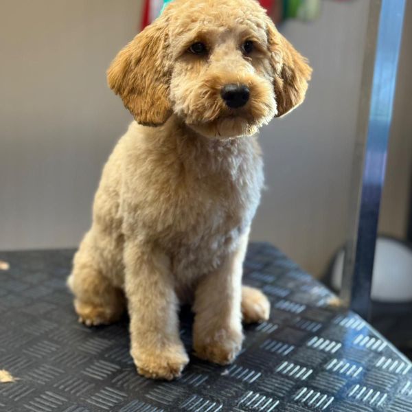Ted