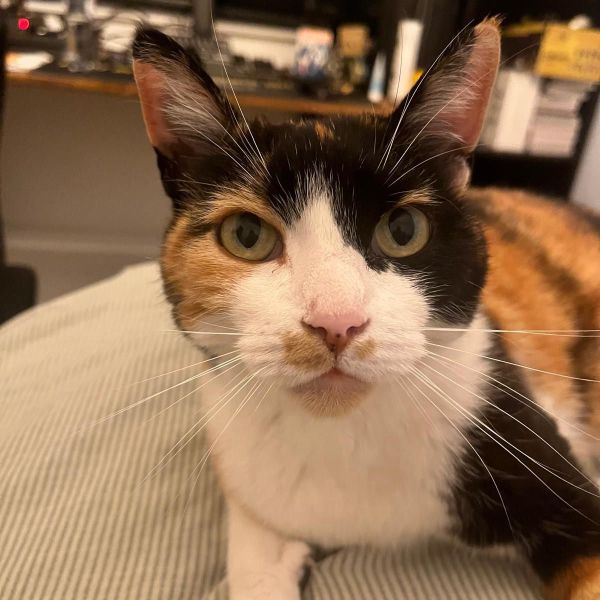 Bo