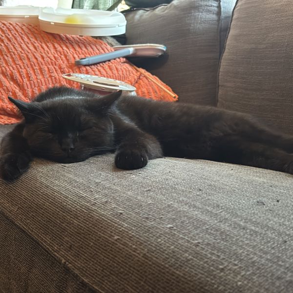 Echo