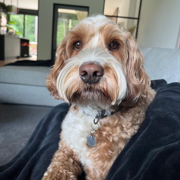 Sam