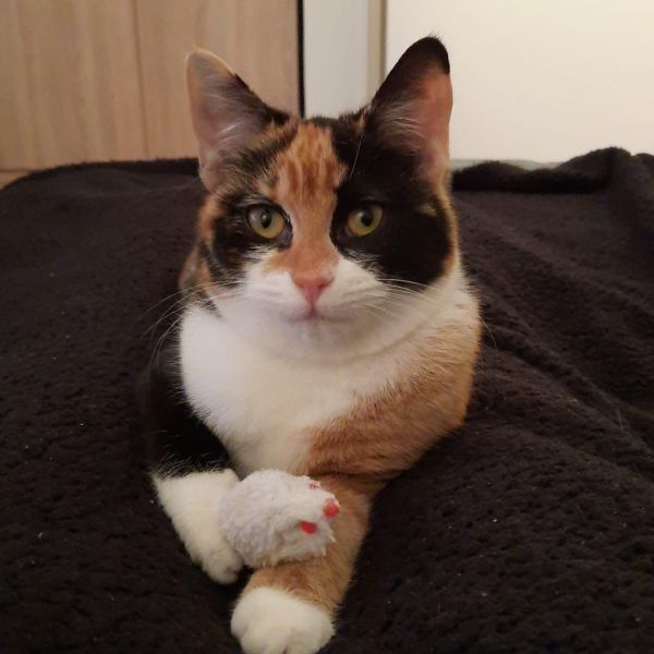 Meeko